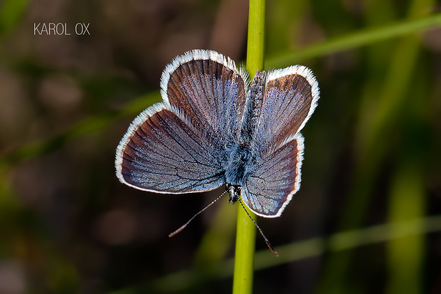 modráčik čiernoobrúbený Plebejus argus