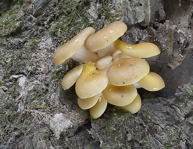 hliva lievikovitá citrónová Pleurotus citrinopileatus (Singer) Ohira