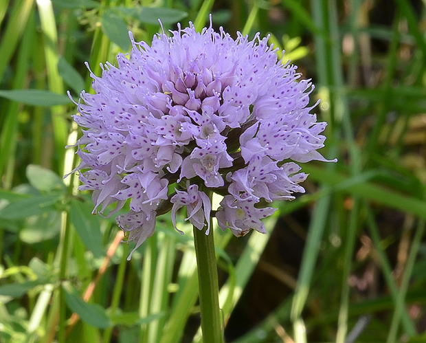 pavstavač hlavatý Traunsteinera globosa (L.) Reichenb.