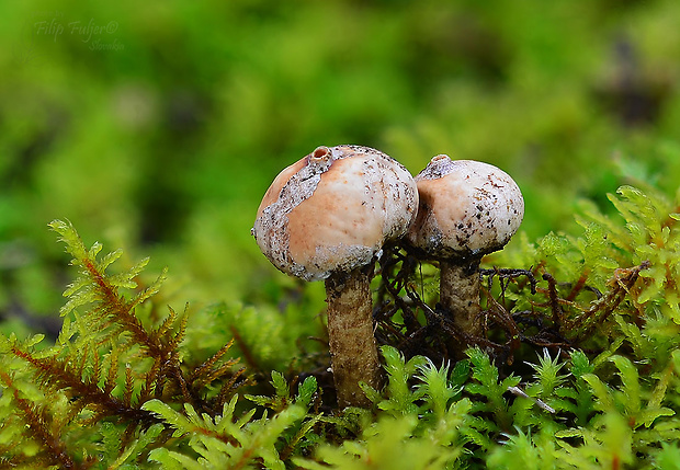 stopkovec zimný Tulostoma brumale Pers.