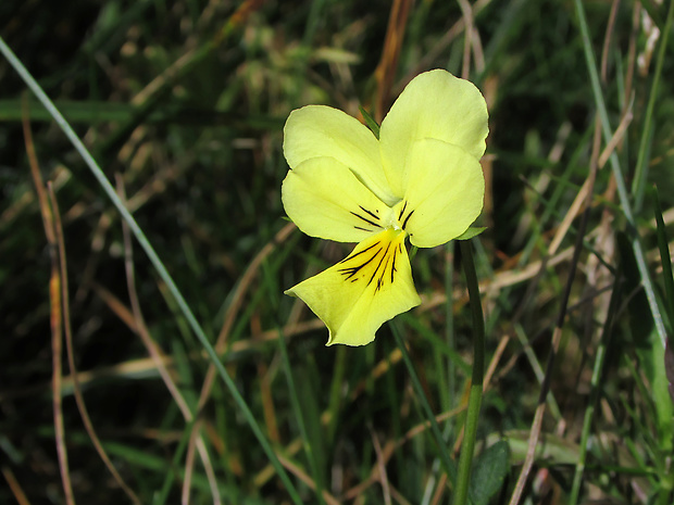 fialka žltá sudetská Viola lutea subsp. sudetica (Willd.) Nyman