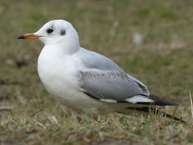 čajka smejivá Chroicocephalus ridibundus