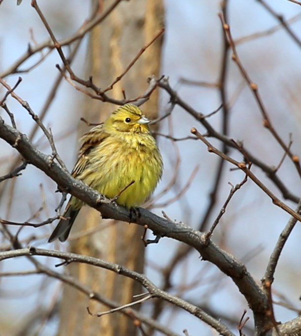 strnádka obyčajná  Emberiza citrinella