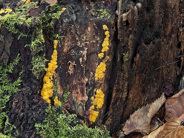 okrasník Bisporella sp.