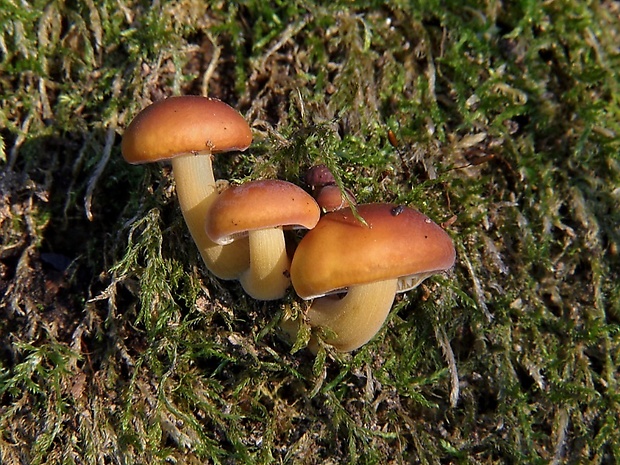 plamienka Flammulina sp.