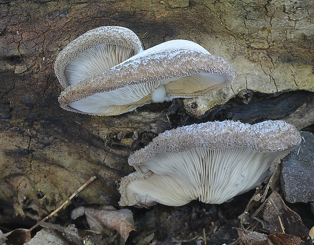 lastúrka plstnatá Hohenbuehelia mastrucata (Fr.) Singer