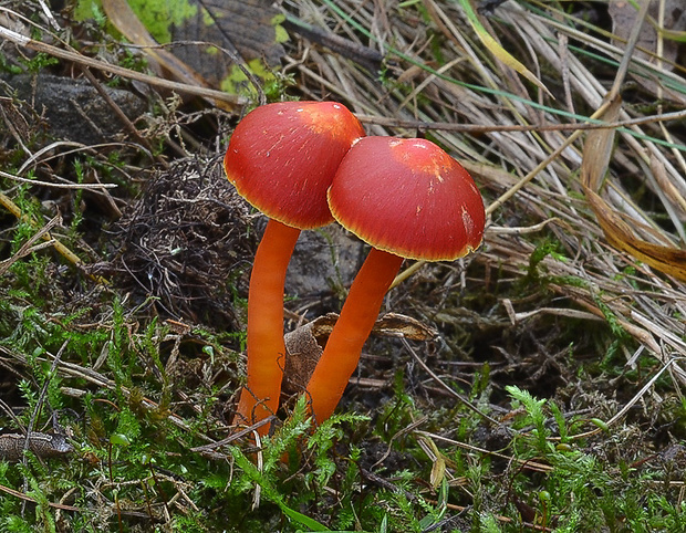 lúčnica šarlátová Hygrocybe coccinea (Schaeff.) P. Kumm.