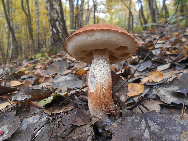 kozák dubový Leccinum aurantiacum (Bull.) Gray