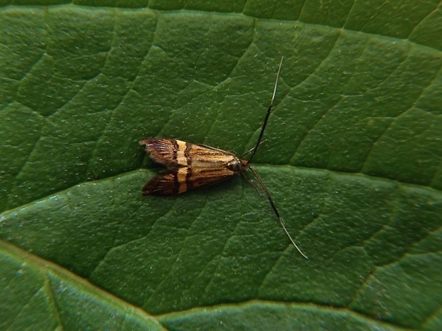 adéla De Geerová  /  adéla pestrá Nemophora degeerella ♀ Linnaeus, 1758