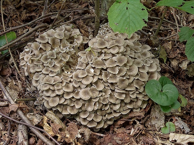 trúdnik klobúčkatý Polyporus umbellatus (Pers.) Fr.