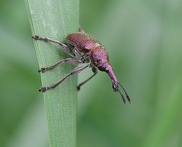 nosanik ovocný Rhynchites auratus