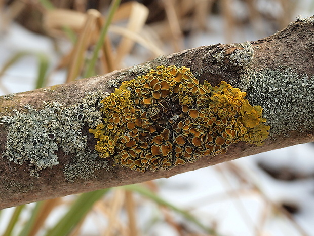 diskovník múrový Xanthoria parietina var. parietina (L.) Th. Fr.