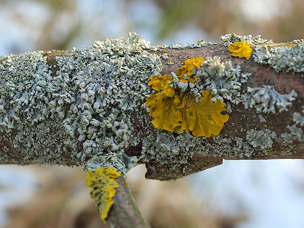 diskovník múrový Xanthoria parietina var. parietina (L.) Th. Fr.