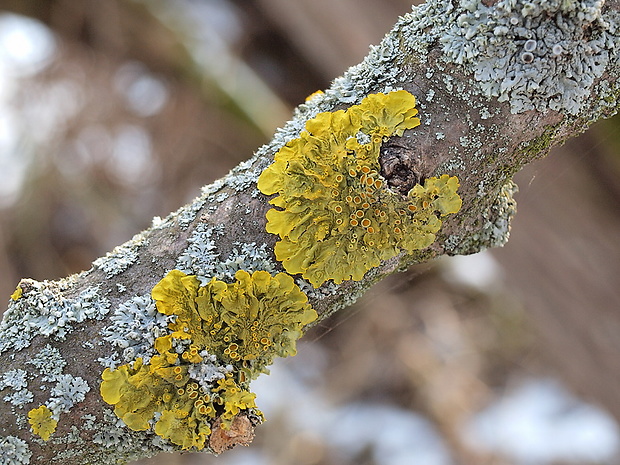 diskovník múrový Xanthoria parietina var. parietina (L.) Th. Fr.