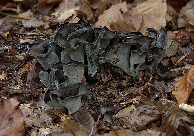 lievik trúbkovitý Craterellus cornucopioides (L.) Pers.