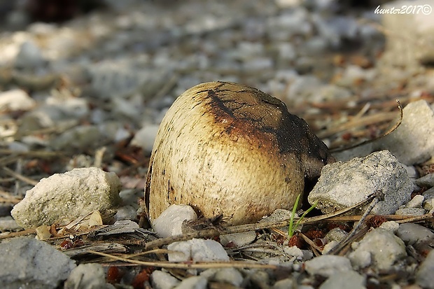 hráškovec obyčajný Pisolithus arhizus (Scop.) Rauschert