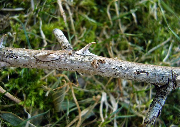 zamatovka Velutarina sp.