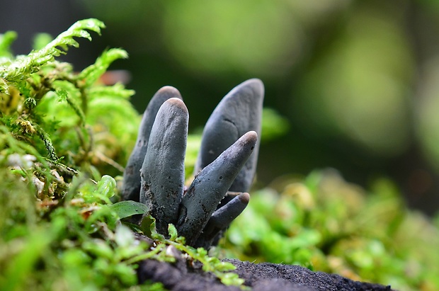 drevnatec Xylaria sp.