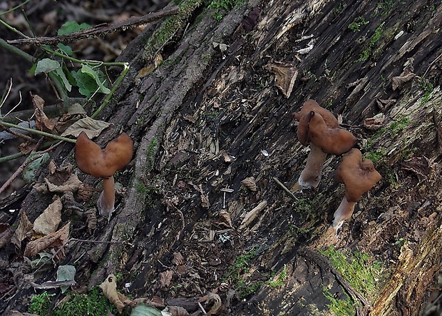 ušiak mitrovitý Gyromitra infula (Schaeff.) Quél.