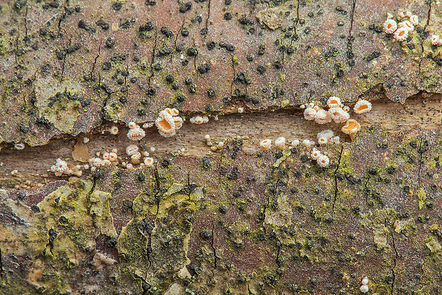 vlnuška Lachnellula sp.