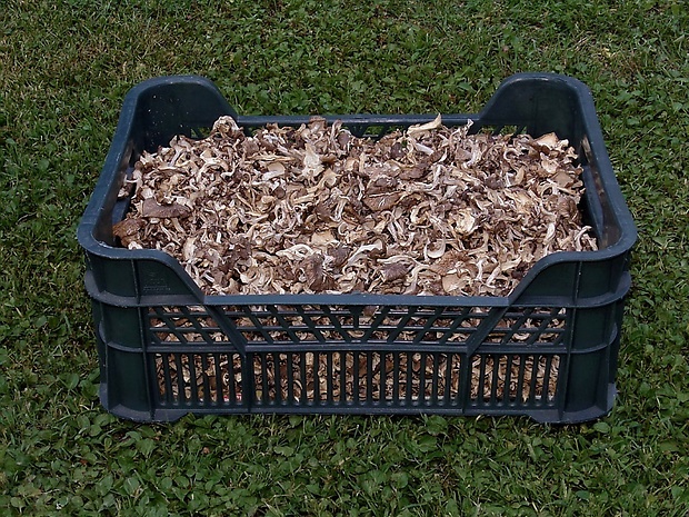 trúdnik klobúčkatý Polyporus umbellatus (Pers.) Fr.