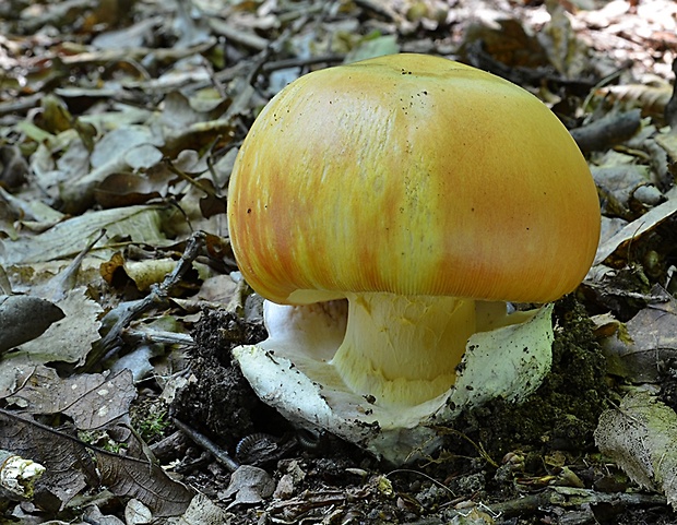 muchotrávka cisárska Amanita caesarea (Scop.) Pers.