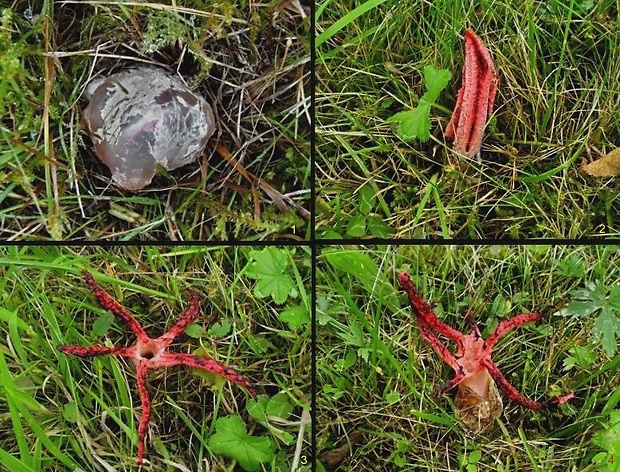 mrežovka kvetovitá Clathrus archeri (Berk.) Dring