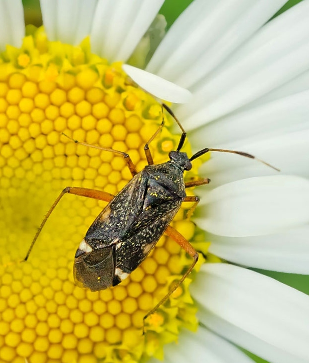 bzdôška Closterotomus biclavatus