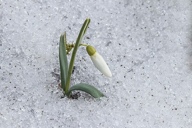 snežienka jarná Galanthus nivalis L.