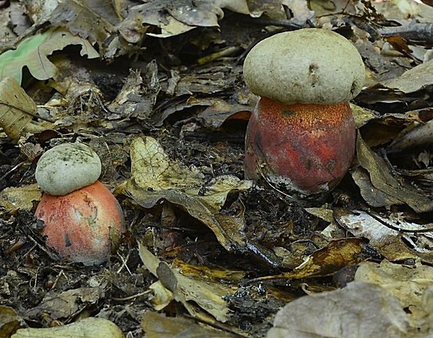 hríb Le Galovej Rubroboletus legaliae (Pilát & Dermek) Della Maggiora & Trassin.