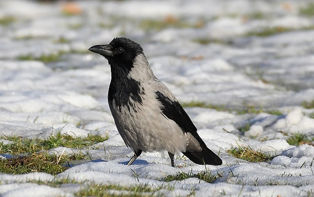 vrana túlavá Corvus corone