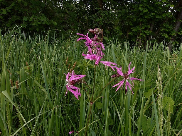 kukučka lúčna Lychnis flos-cuculi L.