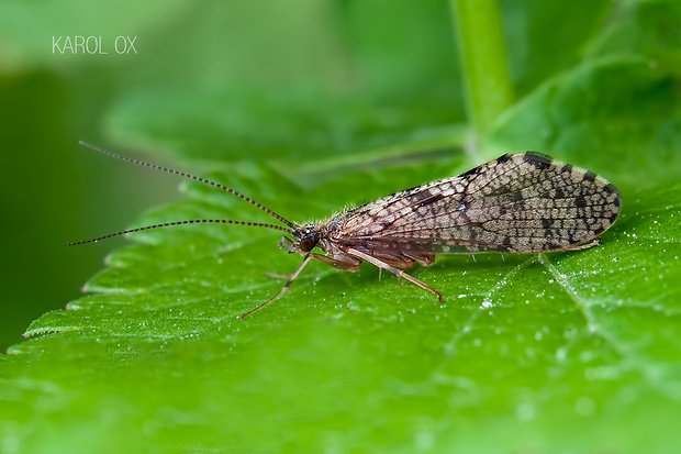 potočník Rhyacophila sp.