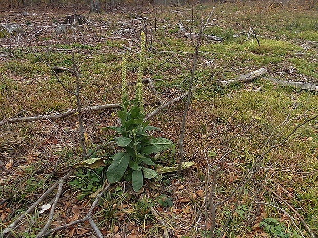 divozel veľkokvetý Verbascum densiflorum Bertol.