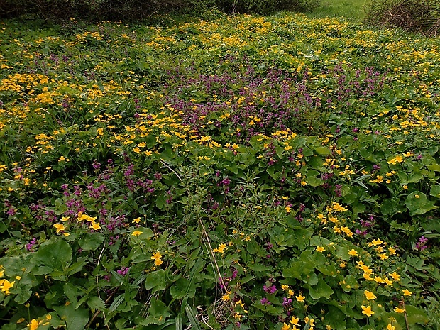 záružlie močiarne Caltha palustris L.