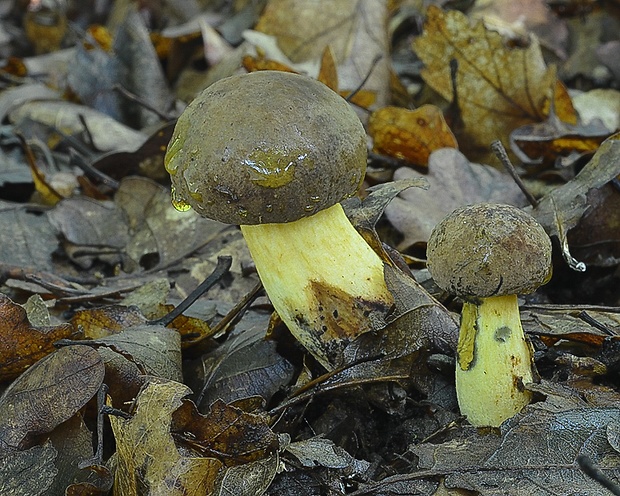 hríb modrejúci Cyanoboletus pulverulentus (Opat.) Gelardi, Vizzini & Simonini