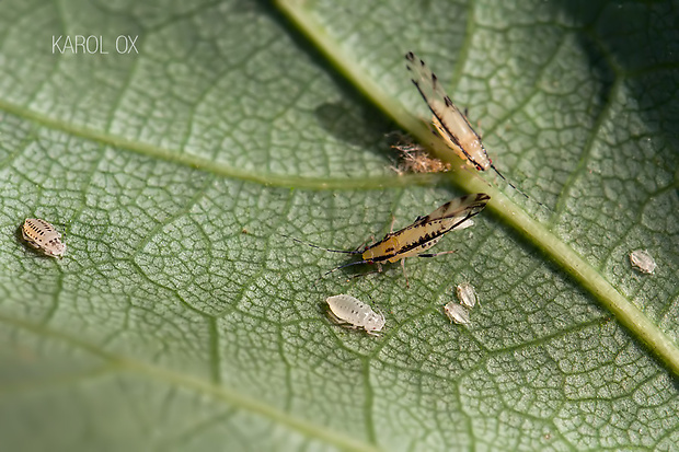 stromárka lipová Eucallipterus tiliae