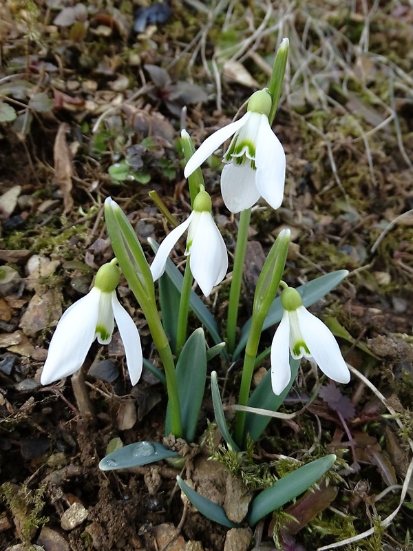 snežienka jarná Galanthus nivalis L.