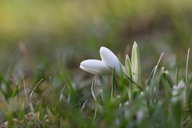 snežienka jarná Galanthus nivalis L.