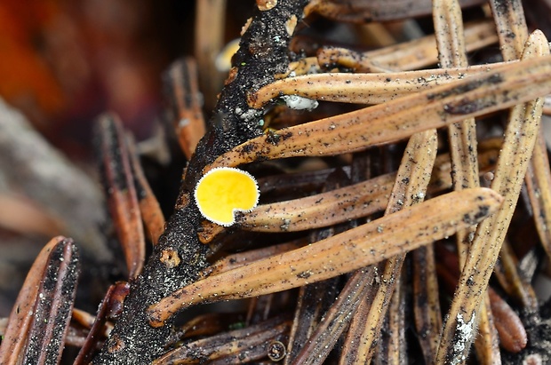 vlnuška Lachnellula sp.