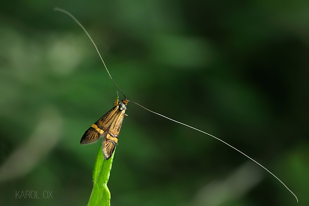 adéla De Geerova Nemophora degeerella