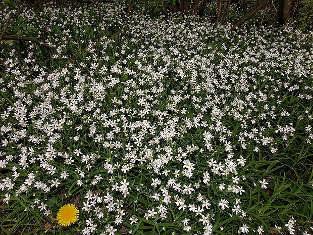 hviezdica veľkokvetá Stellaria holostea L.