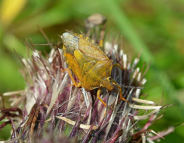 bzdocha menivá Carpocoris pudicus