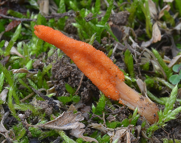 žezlovka hmyzová Cordyceps militaris (Fr.) Link