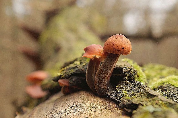 plamienka Flammulina sp.