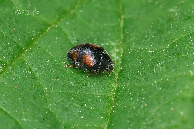 lienka Nephus quadrimaculatus