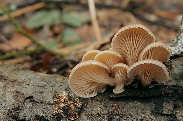 hliva Pleurotus sp.