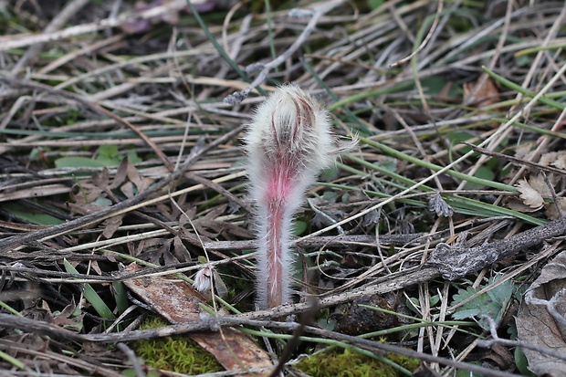 poniklec veľkokvetý Pulsatilla grandis Wender.