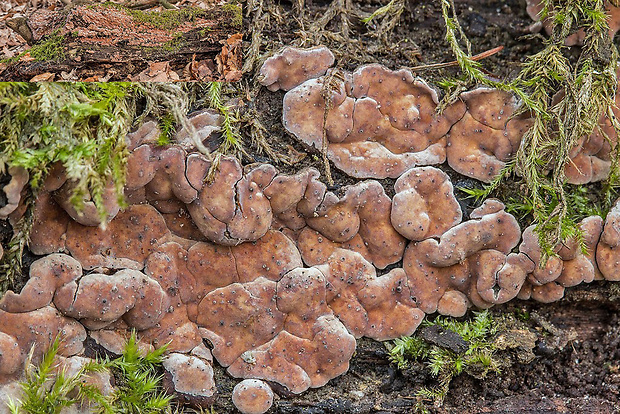 rozpukanec obyčajný Xylobolus frustulatus (Pers.) Boidin