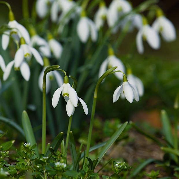 snežienka jarná Galanthus nivalis L.